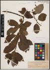 Foto von Salix caprea L.